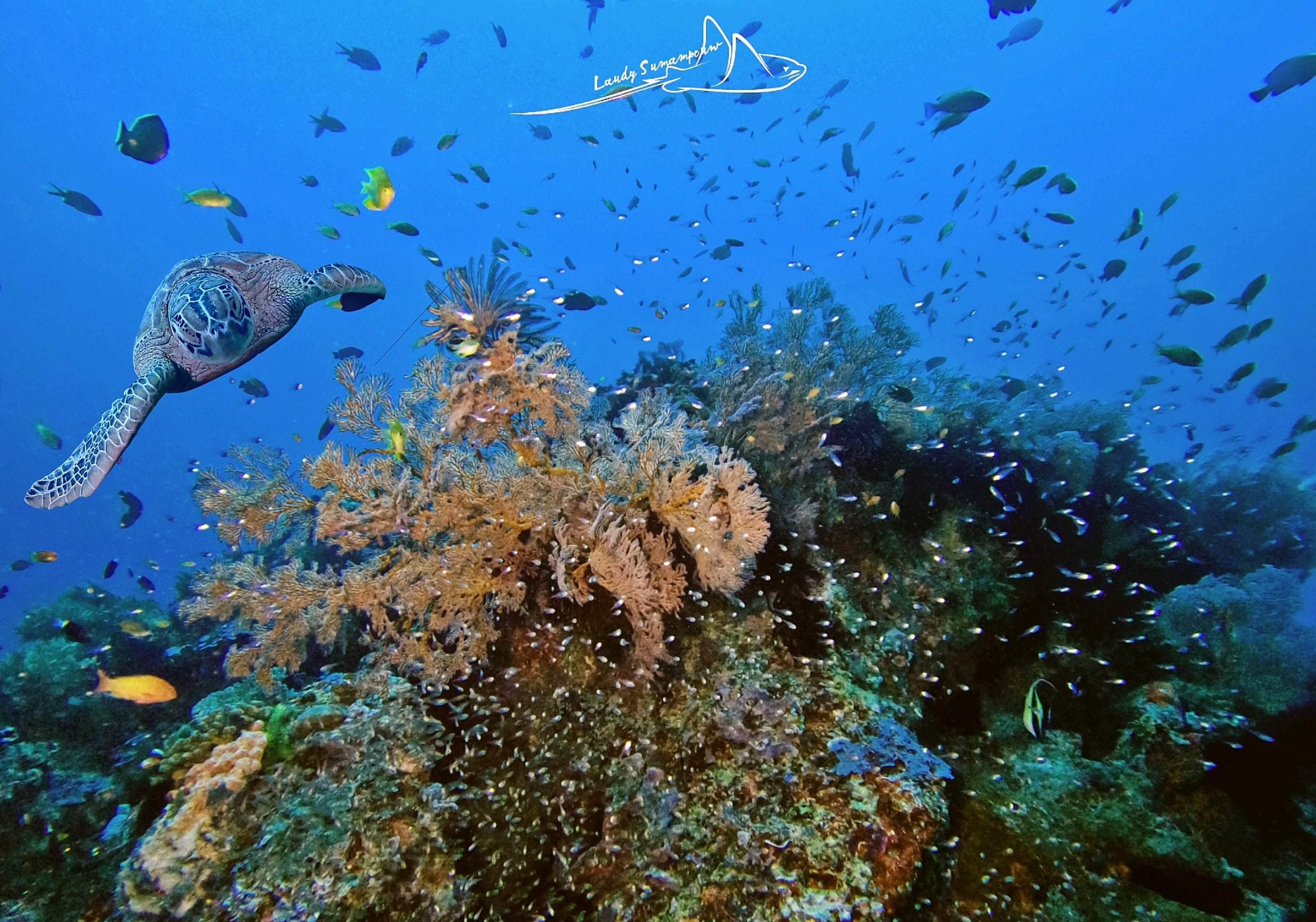 Discover Scuba Diving